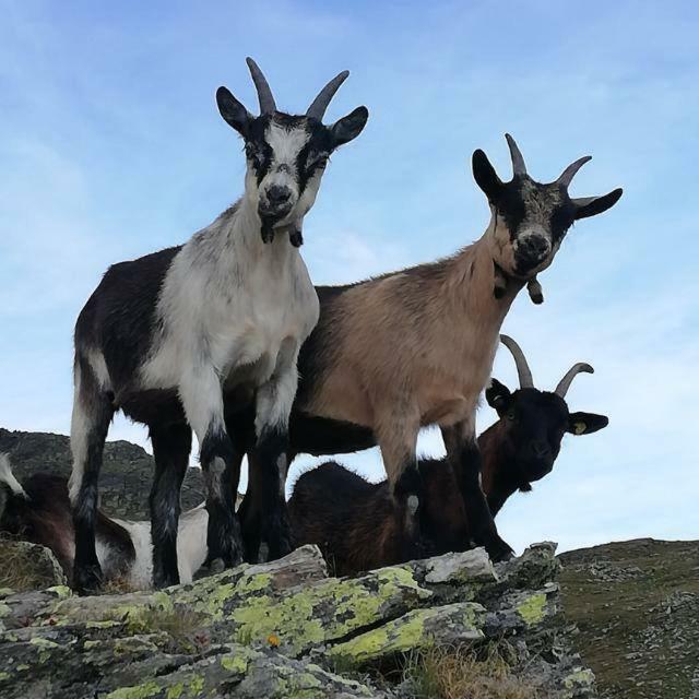 Chalet Niederhaushof Ultimo Dış mekan fotoğraf